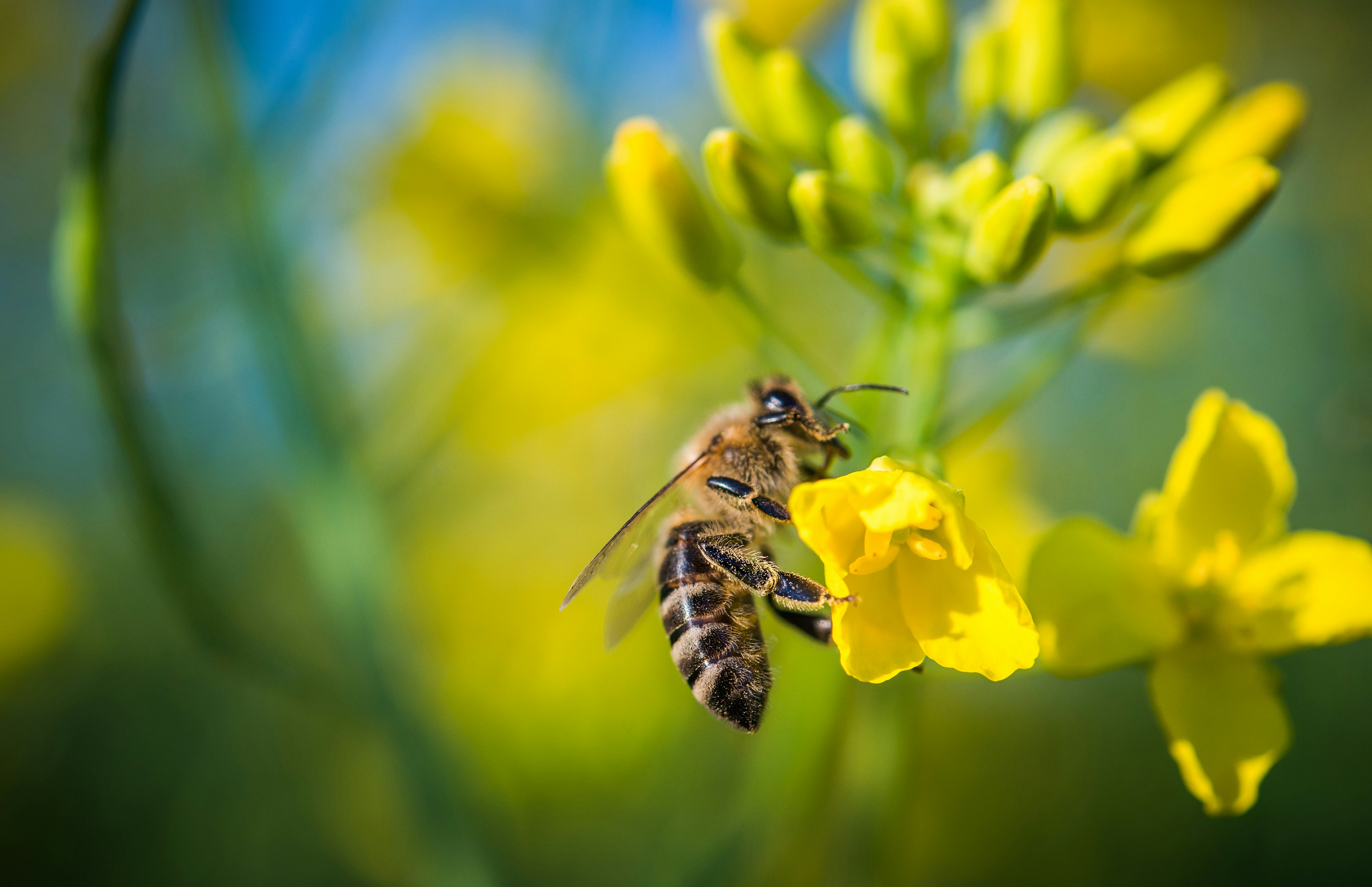 Transform Your Lawn into a Pollinator Paradise: Nature's Solution to a Greener Future