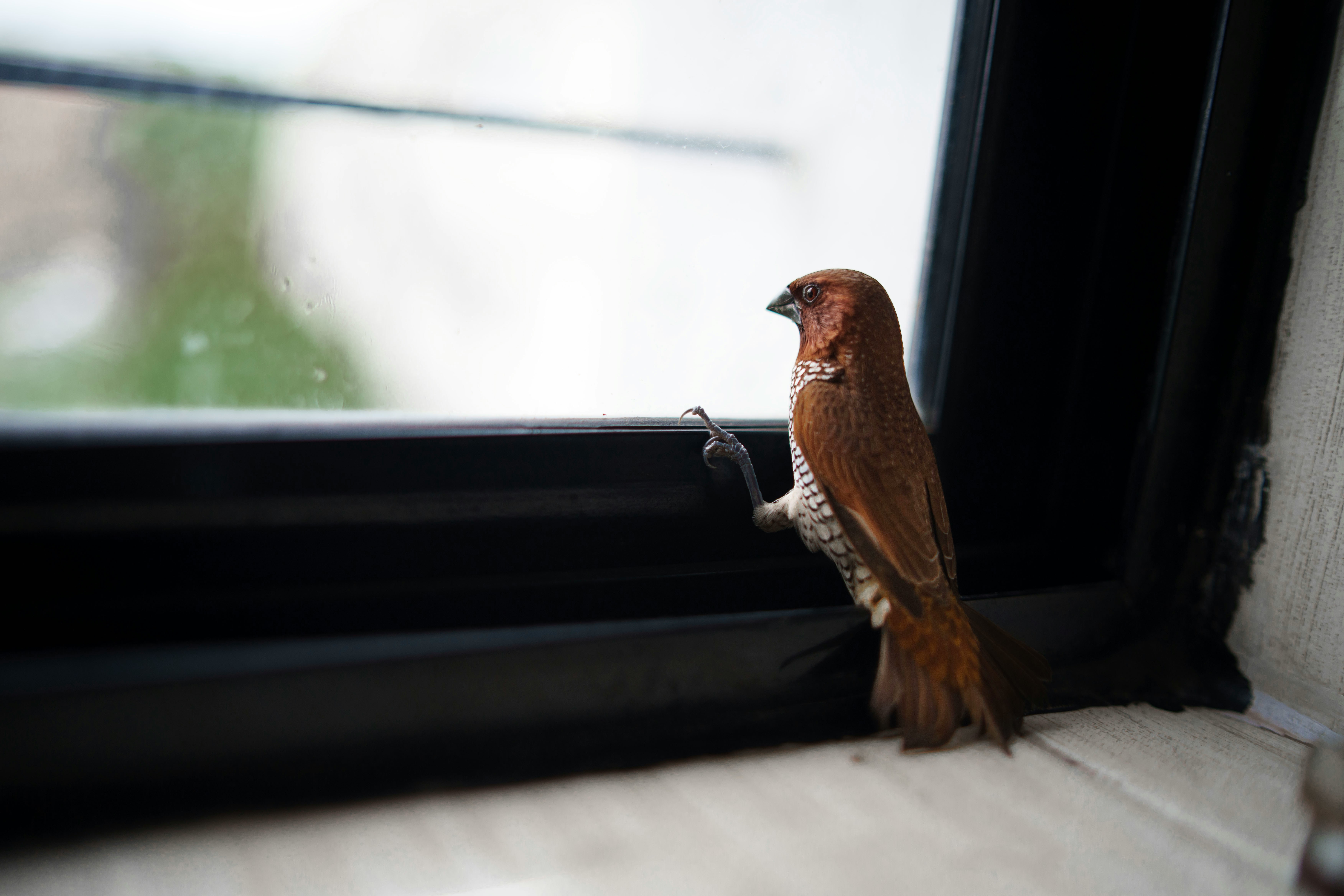 Save a Bird Today: The Window Fix Anyone Can Do