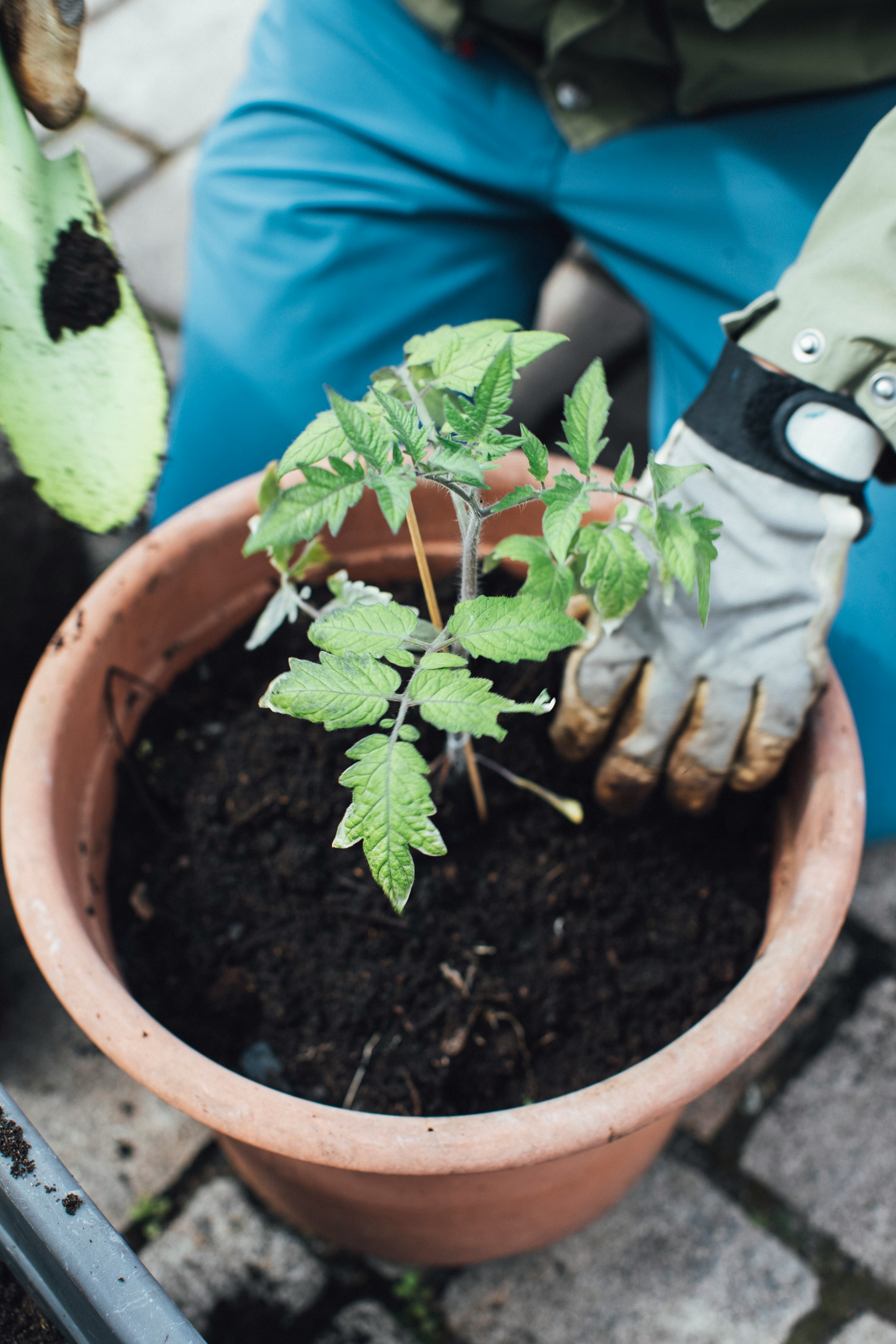 No Yard? You Can Still Grow Food!