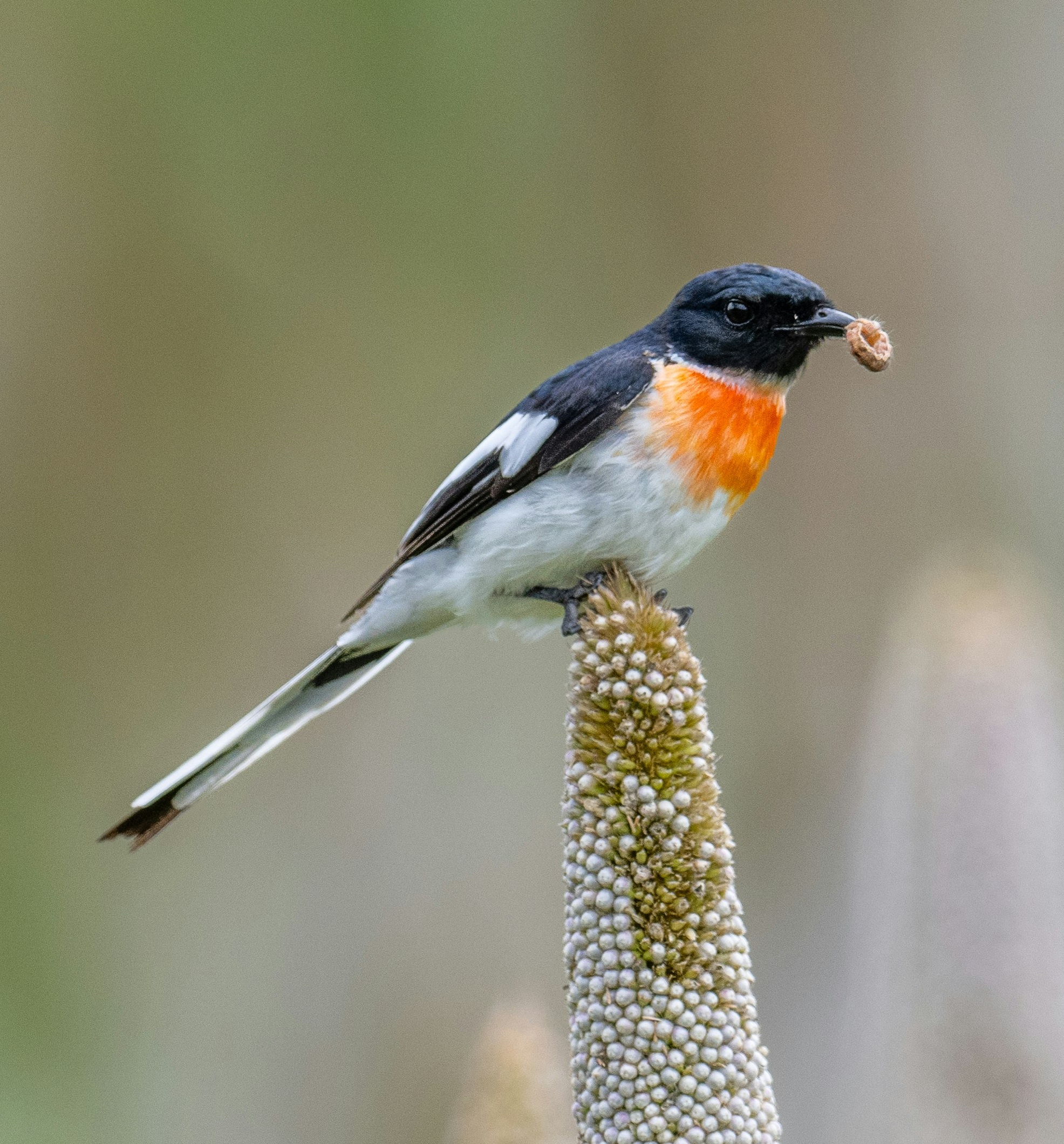 Winter Homes for Tiny Heroes: Protecting Overwintering Habitat for Insects illustration